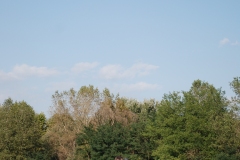 DSC_0397