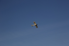 BV0B2397