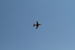 IMG_0599