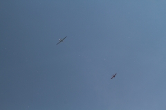 IMG_0700